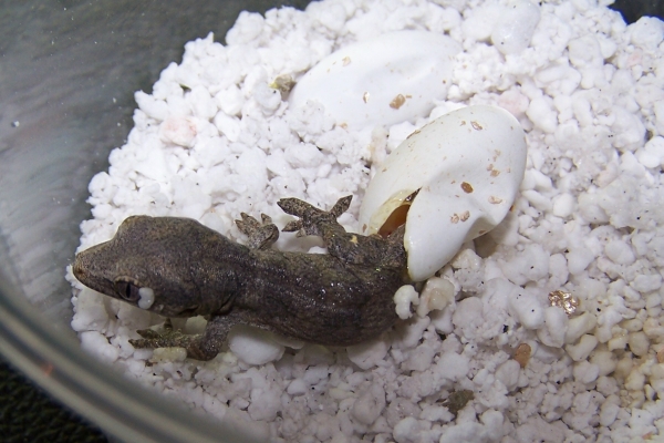 Gargoyle Hatching