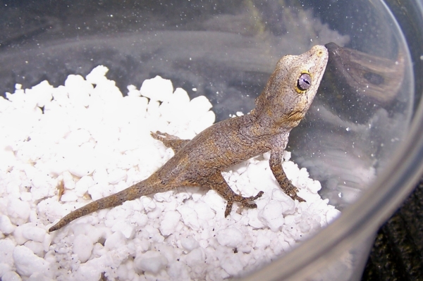 New Gargoyle #2