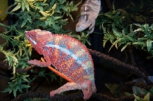 Does He Look Purple Bar?