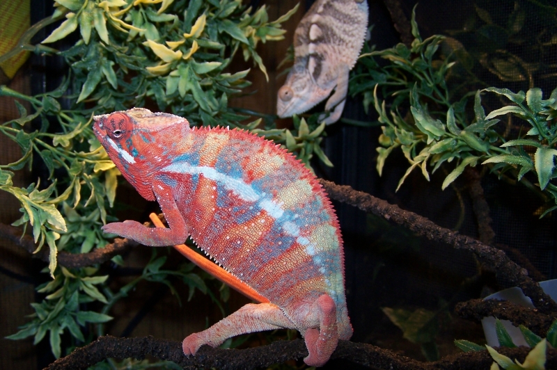 Does He Look Purple Bar?