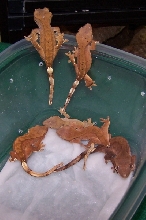 Some of My Baby Cresties