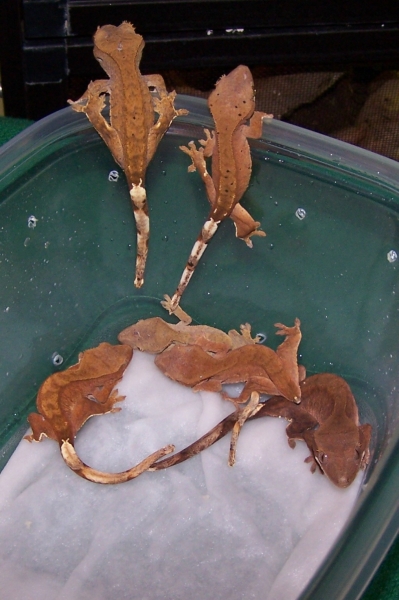 Some of My Baby Cresties