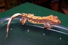 My New Partial Pinner