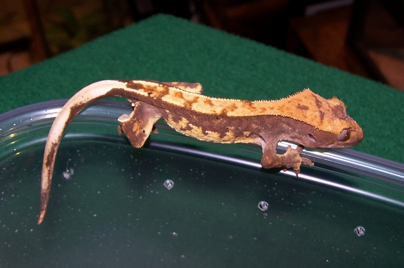My New Partial Pinner