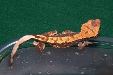 My New Partial Pinner
