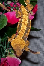 Harlequin crested gecko