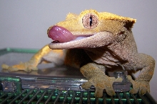 Crested gecko licking