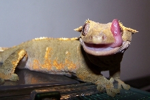Crested gecko licking her eye