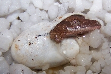 Crested Gecko Hatching