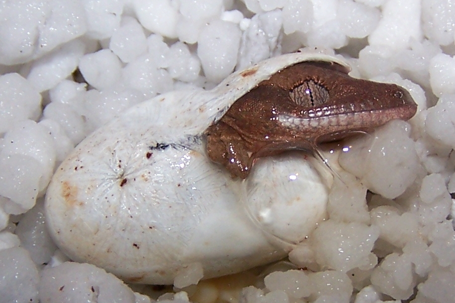 Crested Gecko Hatching