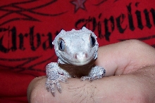 My Female Gargoyle
