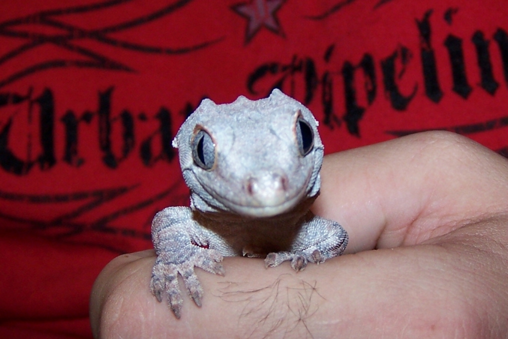 My Female Gargoyle