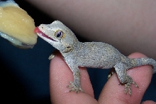 Baby Gargoyle Eating