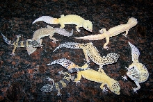 All of My Leopard Geckos