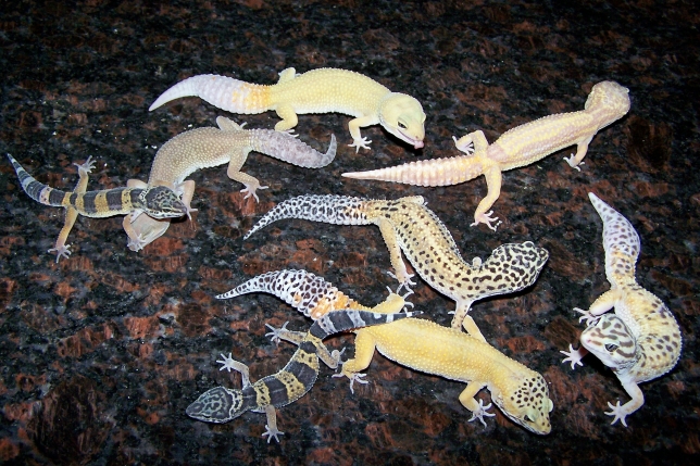 All of My Leopard Geckos