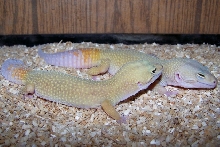 Pair of Patternless Leopard geckos