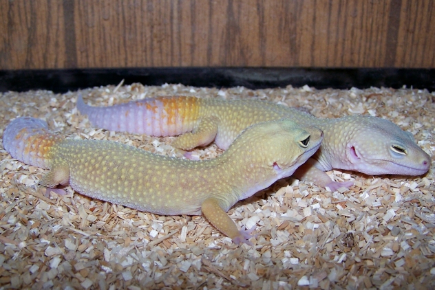 Pair of Patternless Leopard geckos