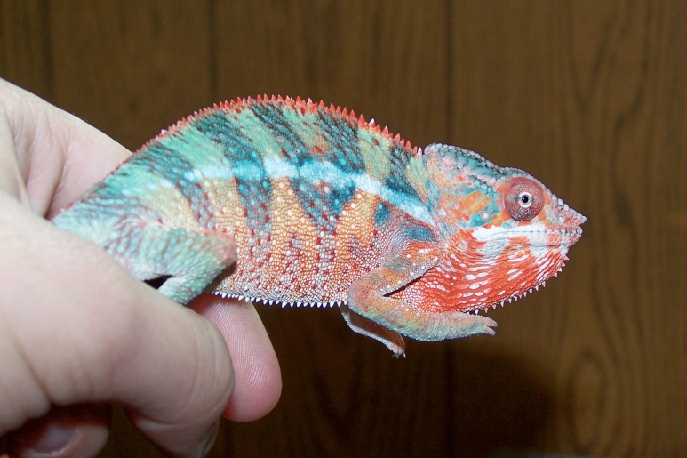 Male Ambilobe Panther
