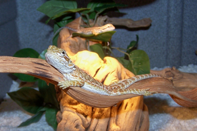 Bearded Dragons
