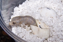 Gargoyle Hatching