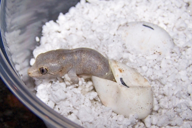 Gargoyle Hatching