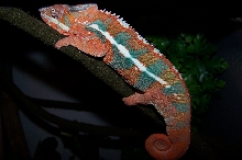 Ambilobe Asleep