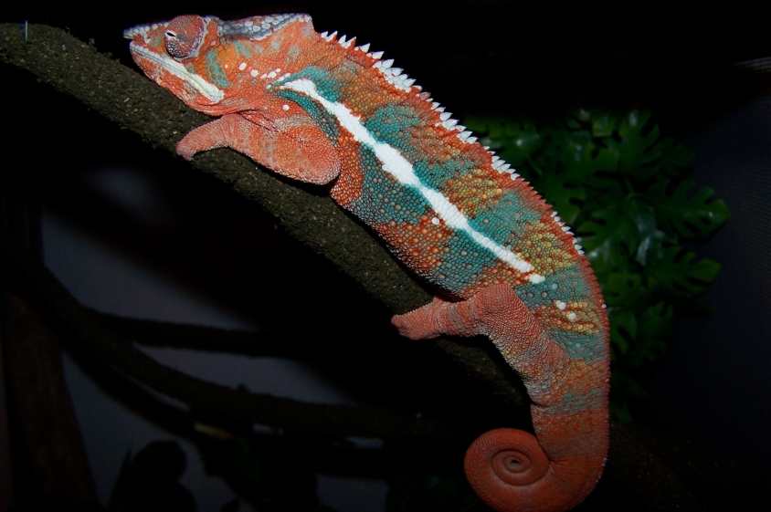 Ambilobe Asleep