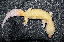 Murphy patternless