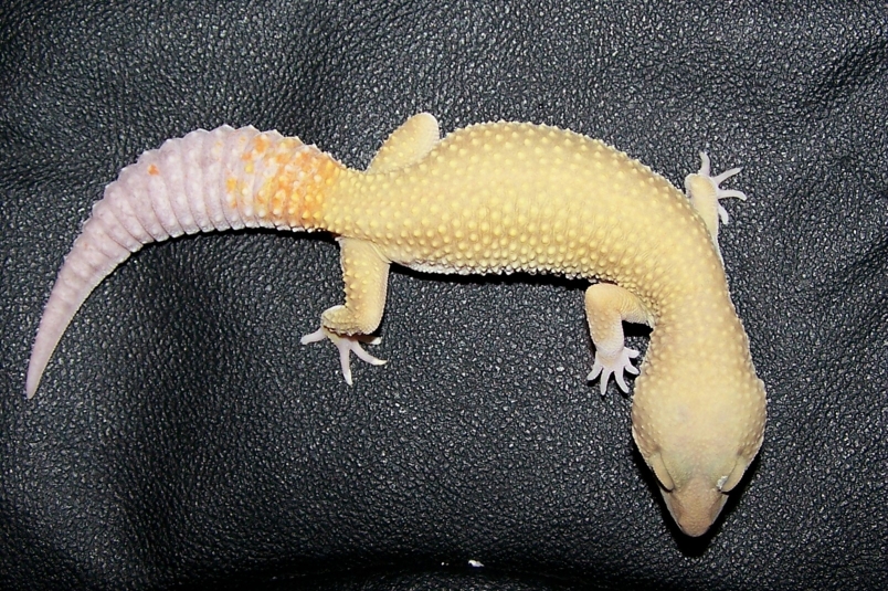 Murphy patternless