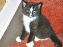 baby leo rest in peace 2004-2006