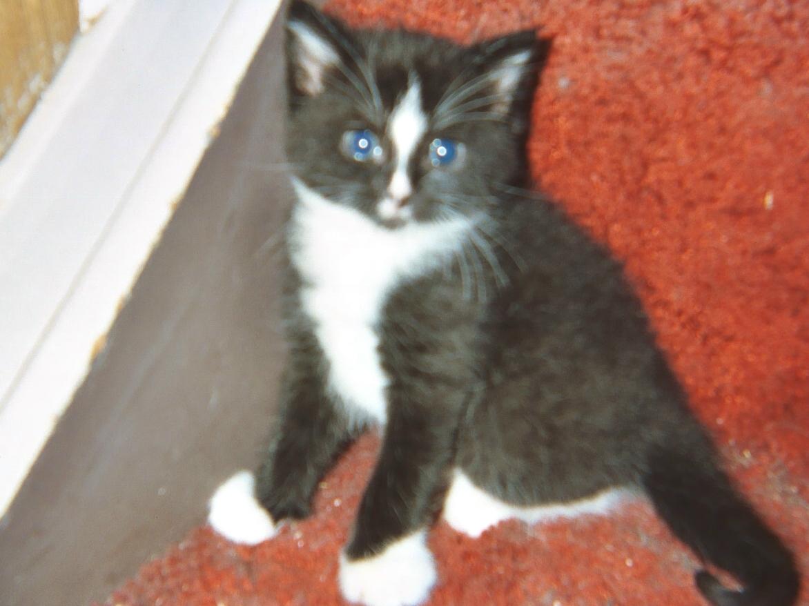baby leo rest in peace 2004-2006