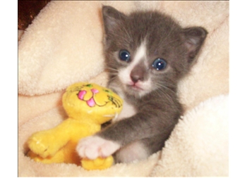 Baby lil jax