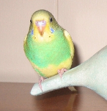 Chester
