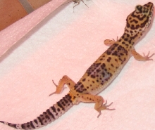 my new gecko