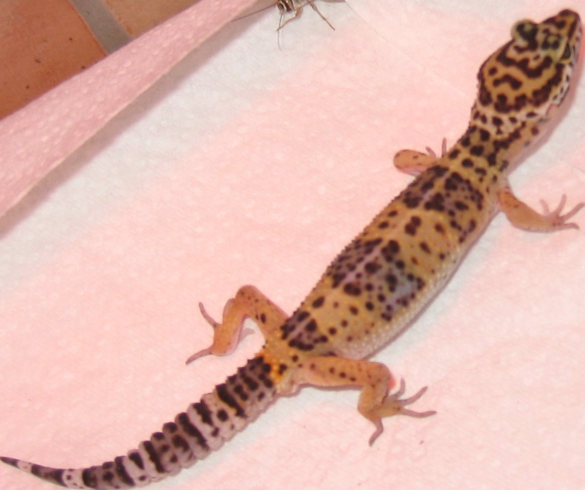 my new gecko