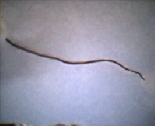 worms