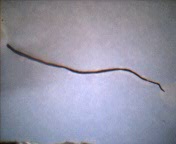 worms