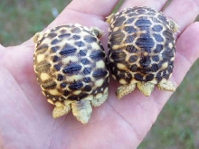 New Burmese Stars