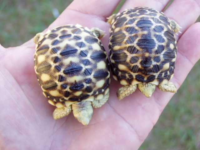 New Burmese Stars