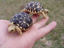 Burmese Babies