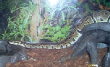 Ozzy stretching out