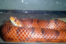 Ruby