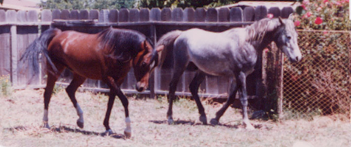 Lady and Kadet