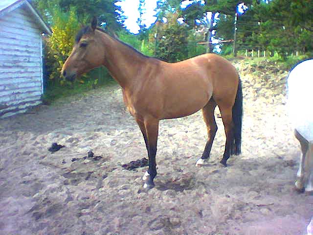 Fani