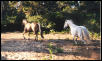 Fannie & Shadow trot away
