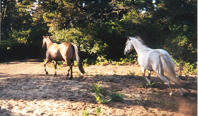 Fannie & Shadow trot away