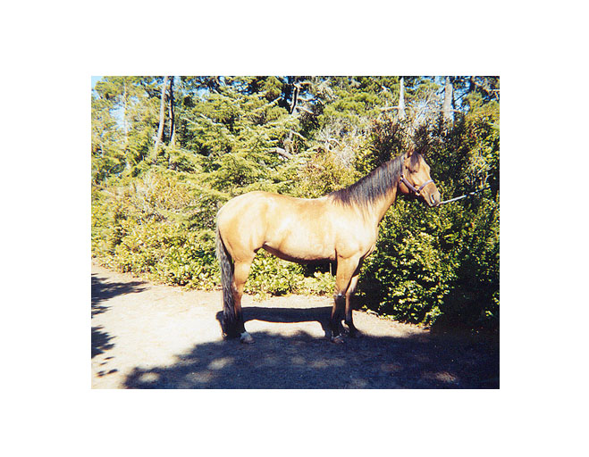 Fannie at 4 years