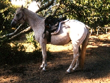 shadow and saddle