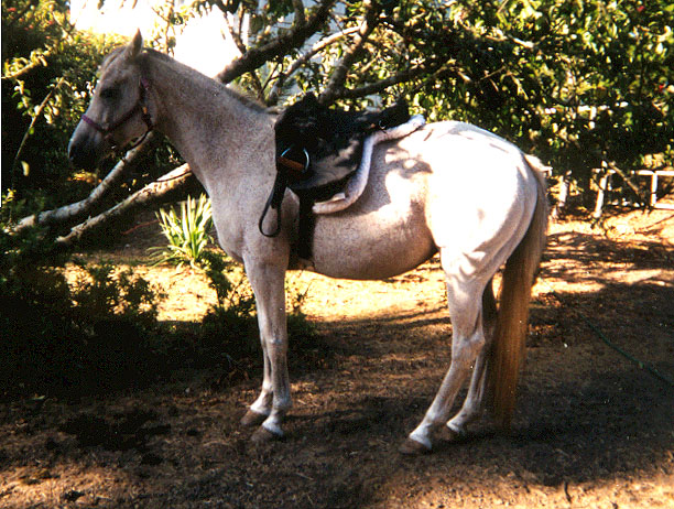 shadow and saddle