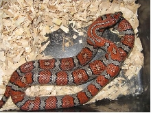 Male Mex Mex